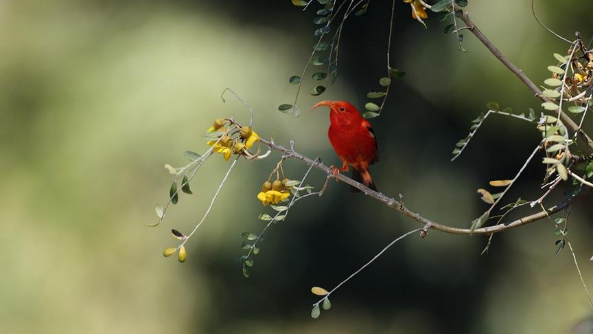 Im Bild: Der endemische Kleidervogel I’iwi (Drepanis coccinea) bevorzugt den Mamane-Baum als Quelle für seinen Nektar.