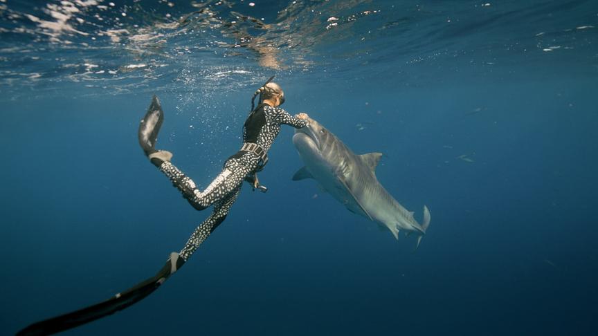 Im Bild: Die Haiflüstererin Ocean Ramsey hat sich mit einem Tigerhai angefreundet.