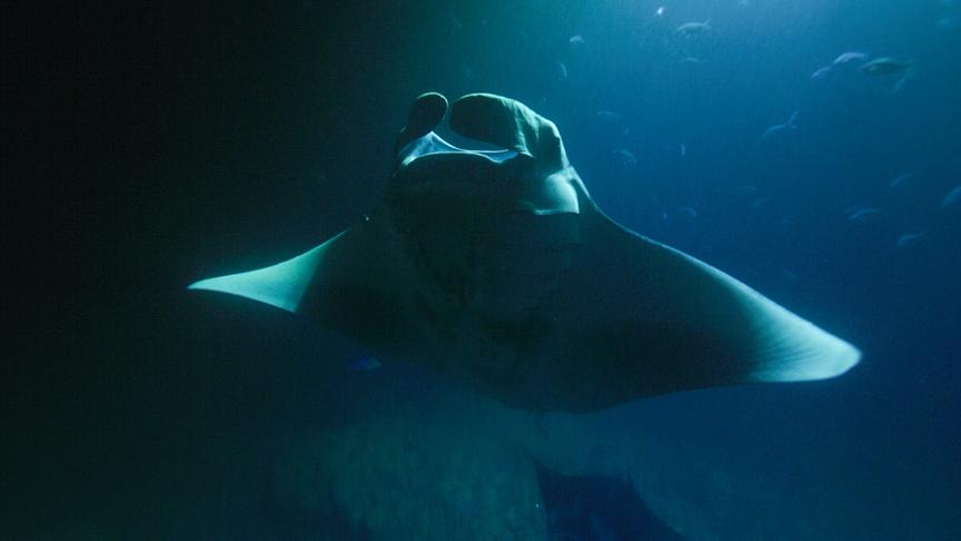 Im Bild: Manta Rochen sammeln sich in der Nacht in den Gewässern vor Big Island Hawaii.