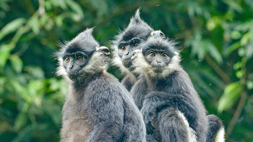 Drei Pandalanguren vor grünem Hintergrund.