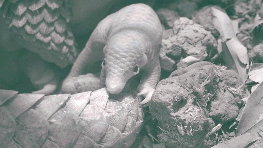 Ein neugeborenes Pangolin-Baby in schwarz-weiß.