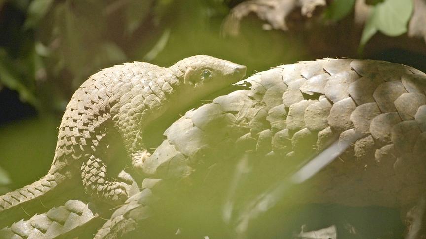 Eine Pangolin-Mutter trägt ihr Jungtier mit sich herum.