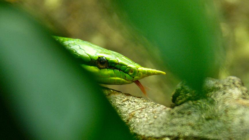Eine griftgrüne Schlange mit einem Horn auf der Nase.