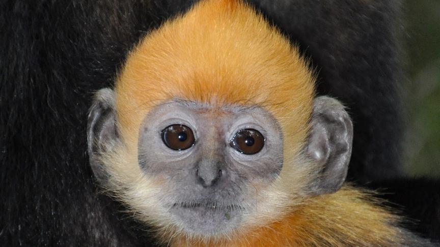 Ein braun-orange farbenes Affenbaby.