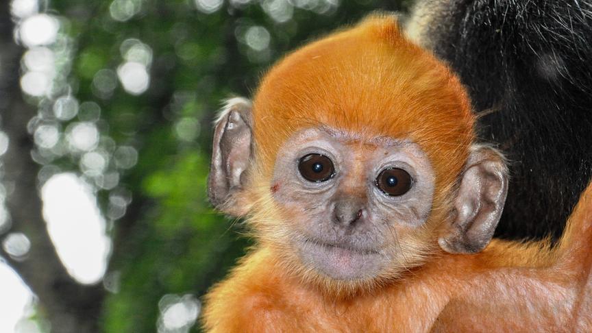 Ein braun-oranges Äffchen.