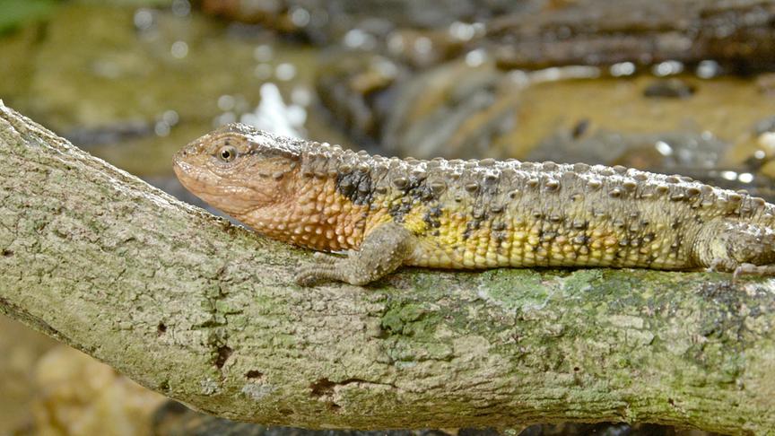 Eine gelbliche Echse liegt auf einem Ast.