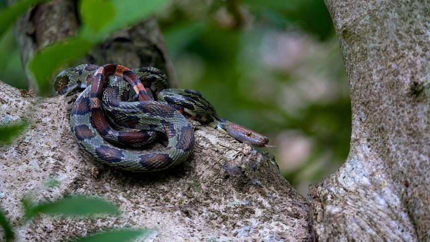 Eine gefleckte Schlange liegt auf einem Baum.