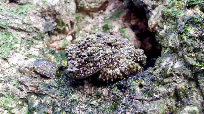 Ein Frosch mit braunen und grünen Pusteln passt sich perfekt an seine felsige Umgebung an.