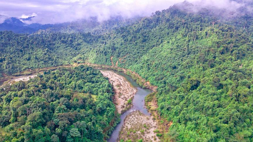 Dicht bewaldetes Gebiet mit einem kleinen Fluss.