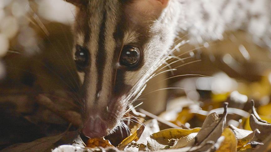 Das Tier Fleckenroller hält seine spitze Nase auf den laubbedeckten Boden.