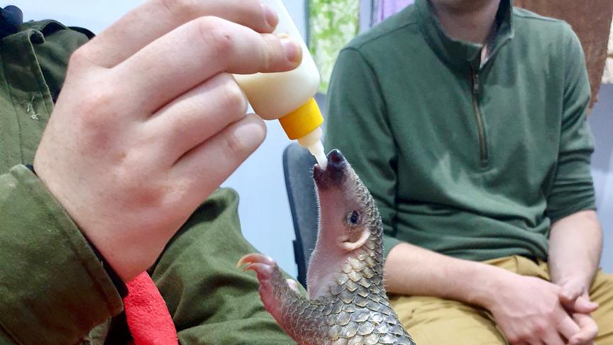 Das Baby-Gürteltier wird mit der Flasche gefüttert. 