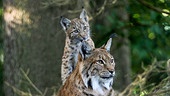 Ein Luchsjunge steht auf einem liegenden, erwachsenen Luchs. Beide blicken in die Ferne.