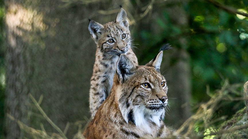 © Foto: ORF/Interspot/Franz Hafner Ein Luchsjunge steht auf einem liegenden, erwachsenen Luchs. Beide blicken in die Ferne.