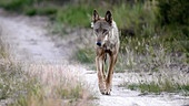 Wolf läuft entland eines sandigen Weges mit Blick auf in Kamera.