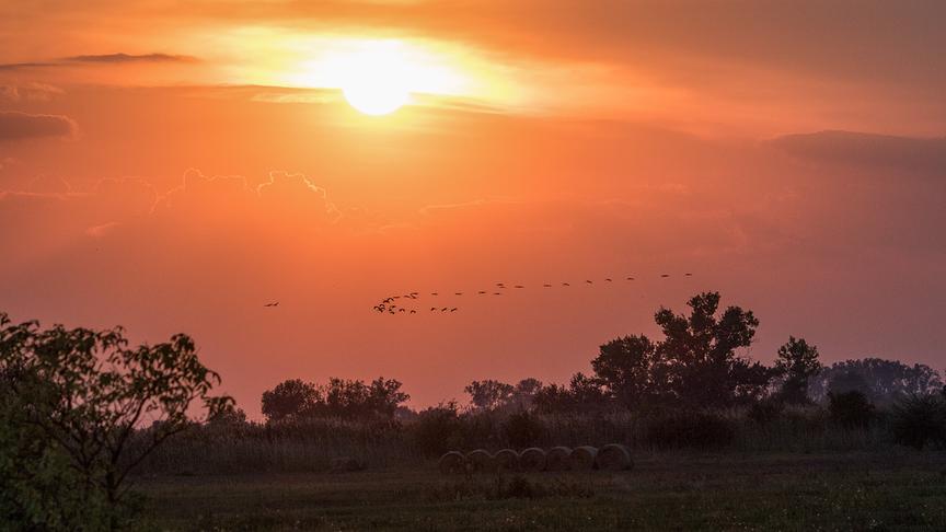 © Foto: ORF/Interspot/Franz Hafner Ein Vogelschwarm fliegt am Himmel während die Sonne untergeht.