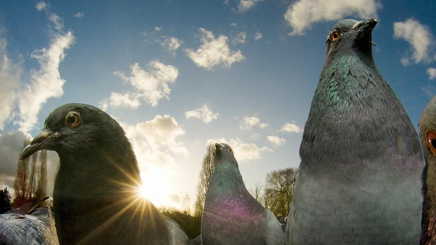 Nahaufnahme mehrerer Tauben vor blauem Himmel und Sonnenschein.