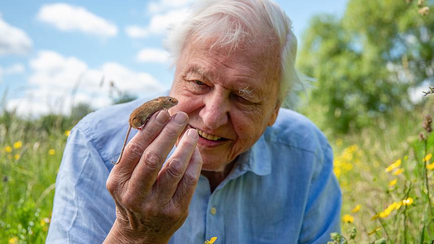 Ein älterer Herr lässt in einer hohen Wiese mit vielen Blumen eine kleine Feldmaus über seine Finger krabbeln.
