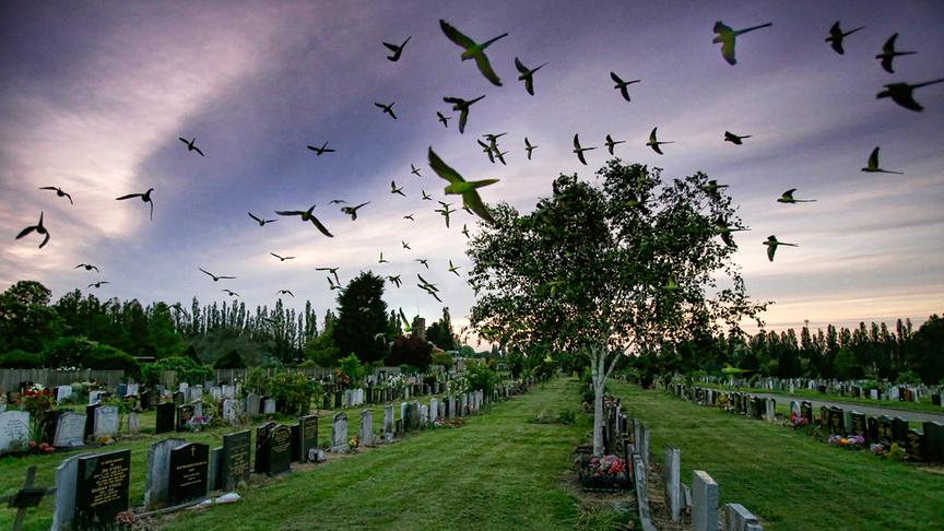 Eine große Gruppe Sittiche fliegt über einen Friedhof in der Dämmerung hinweg.
