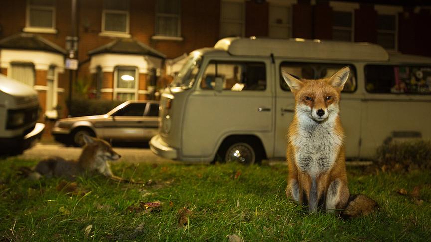 Zwei Füchse auf einer Wiese vor geparkten Autos und Reihenhäusern.