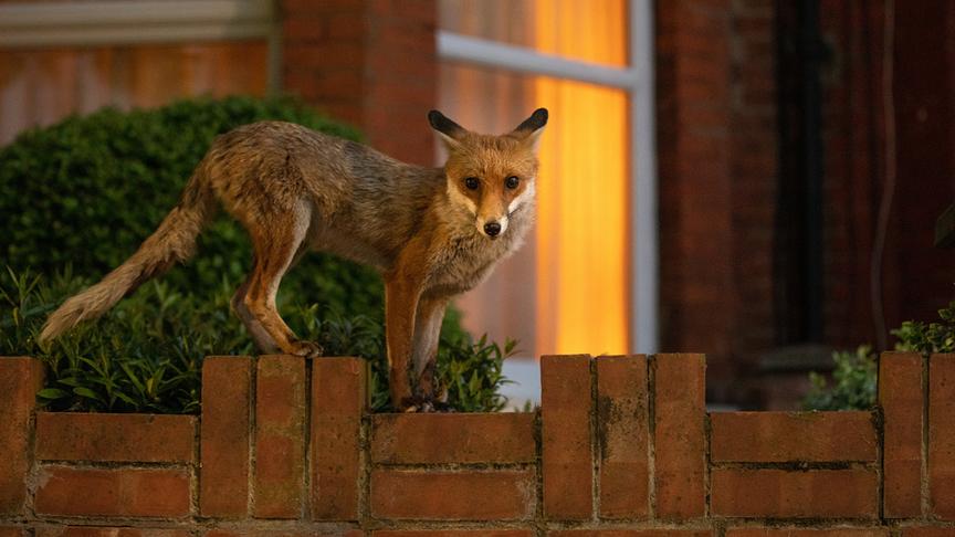Ein Fuchs auf einer Ziegelsteinmauer vor einem Wohngebäude.