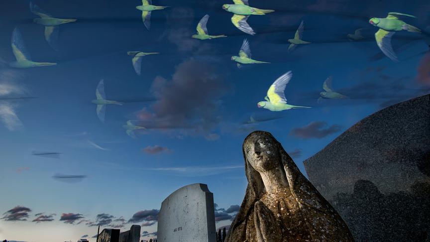 Eine Gruppe grüner Sittiche fliegt über einen Friedhof hinweg.
