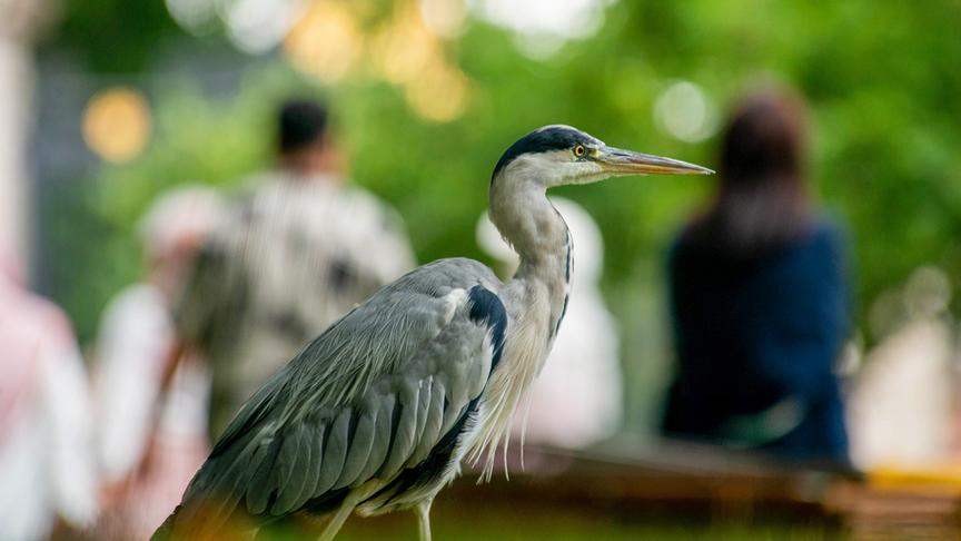 Ein Graureiher vor einer Gruppe Menschen.