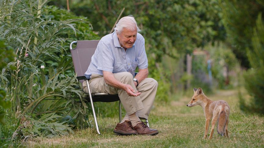Ein älterer Herr im Freien in einem Stuhl beugt sich zu einem Fuchs hinunter.