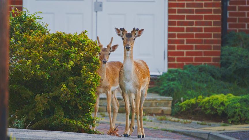 Zwei Rehe auf einem Gehweg vor einem Gebäude.