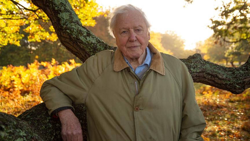 Ein älterer Herr an einen Baum gelehnt in einem Park.
