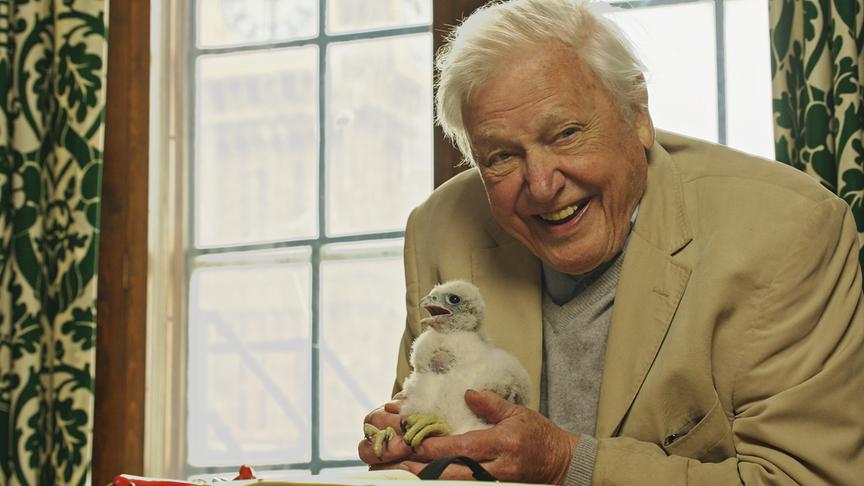 Ein älterer Herr mit flauschigem, weißen Küken in den Händen.