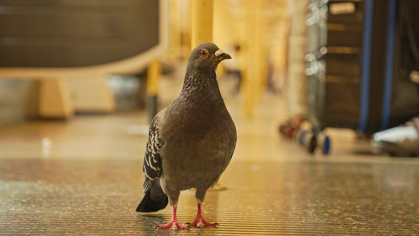 Taube in der Ubahn.