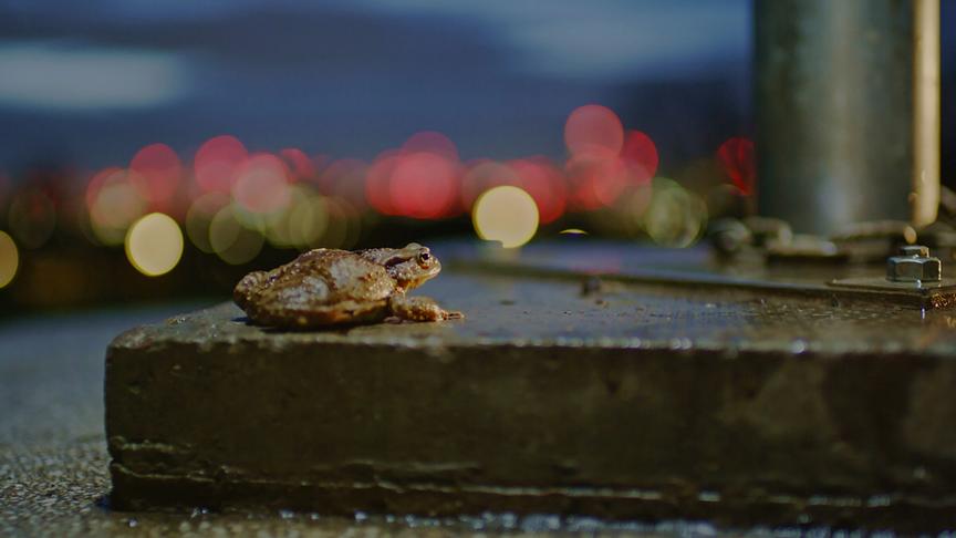 Kröte auf einem Betonziegel.