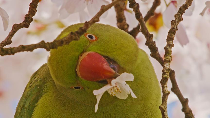Grüner Sittich in einem blühenden Baum oder Strauch.