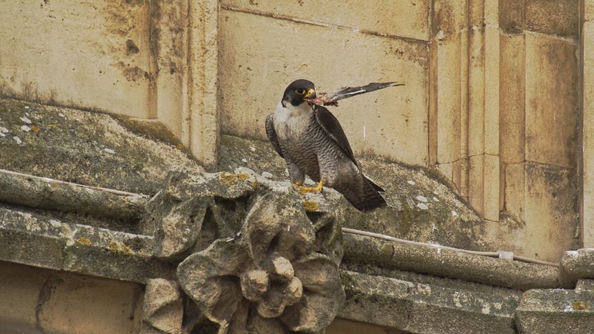 Wanderfalke auf einer Mauerdekoration.