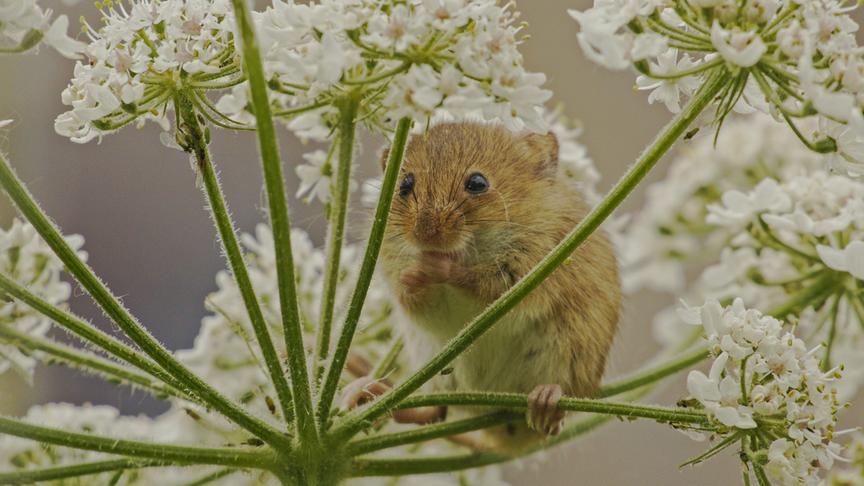 Feldmaus auf einer Blume.