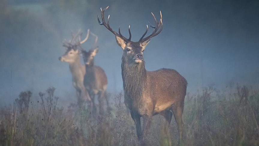 Im Bild: Rothirsch (Cervus elaphus).