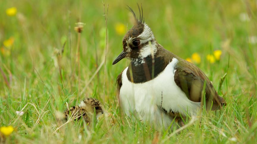 Im Bild: Kiebitz (Vanellus vanellus) mit Küken.