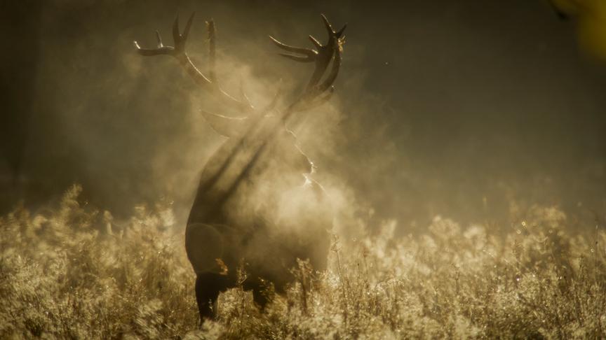 Im Bild: Rothirsch (Cervus elaphus).