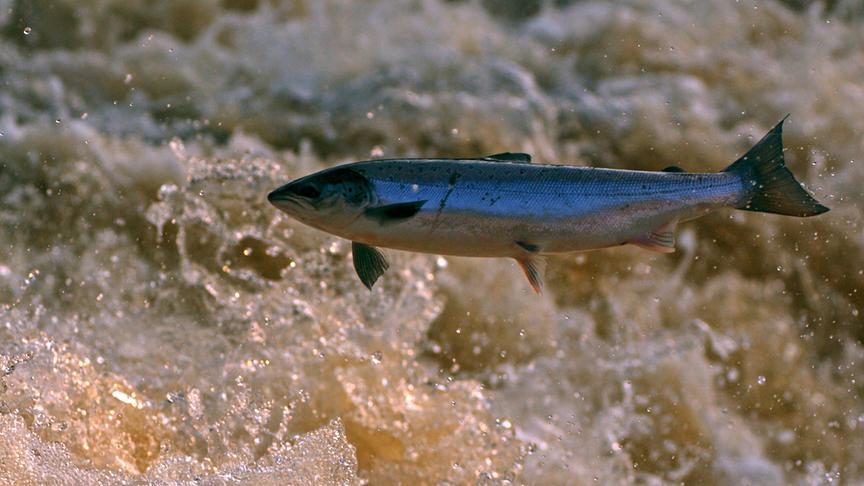 Im Bild: Atlantische Lachs (Salmo salar).