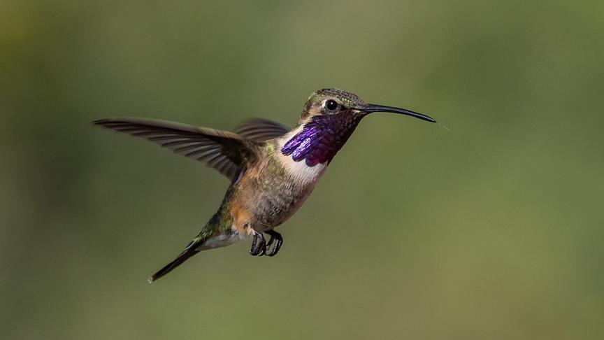 Kolibri mit auffällig schimmerndem, violetten Gefieder an Hals beim Fliegen.