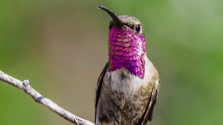 Vogel mit schimmerndem violettem Gefieder am Hals.