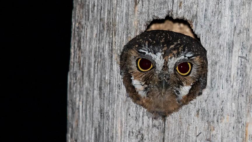 Kauz mit großen orangen Augen und braun geflecktem Gefieder blickt auf einem Astloch heraus.