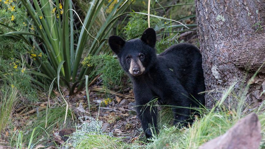 Kleiner Schwarzbär schaut neugierig hinter einem Baumstamm hervor.