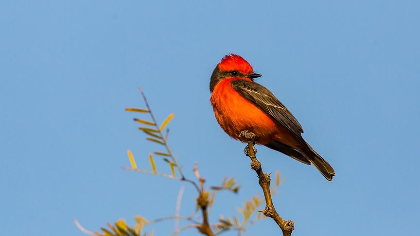 Rot-schwarz-brauner Vogel auf einem Ast sitzend.