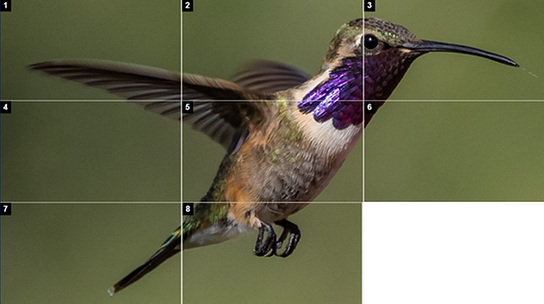 Vogel mit violett schimmernden Gefieder am Hals. Das Foto ist gerastert und in 9 Kacheln eingeteilt, eine Kachel ist weiß.