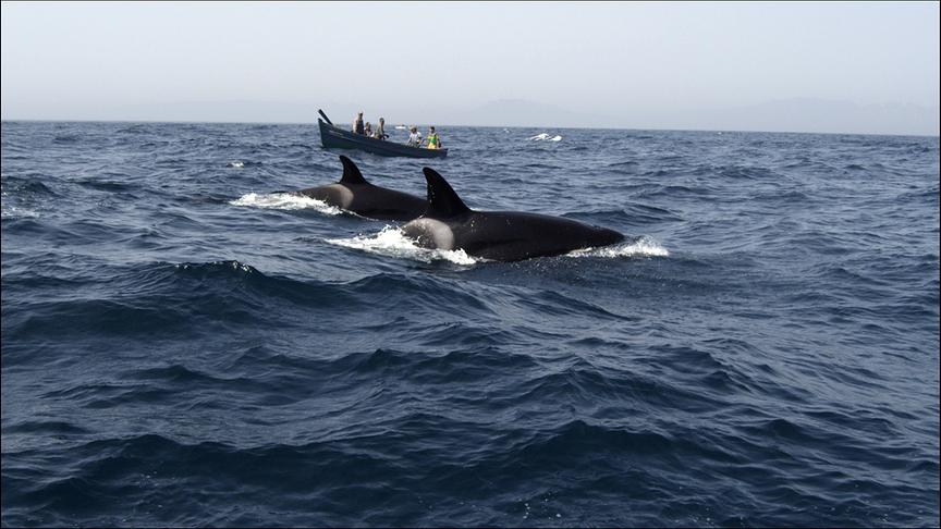 © Foto: ORF/BR/Ruebefilm/Manolo Castro Im Bild: Orcas.