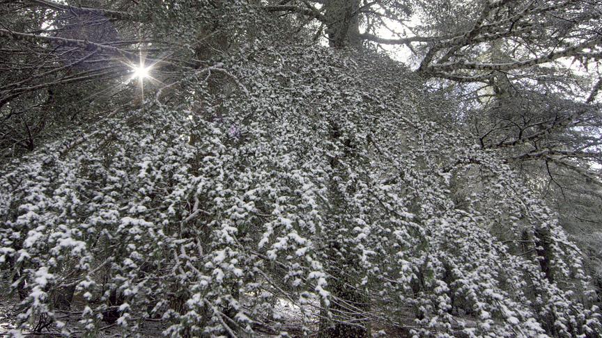 © Foto: ORF/BR/Ruebefilm/Bernhard Rübe Im Bild: Zedern mit Schnee.