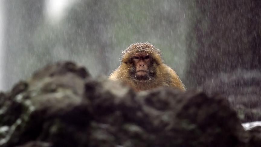 © Foto: ORF/BR/Ruebefilm/Bernhard Rübe Im Bild: Berberaffe (Macaca Sylvanus) im Schnee.