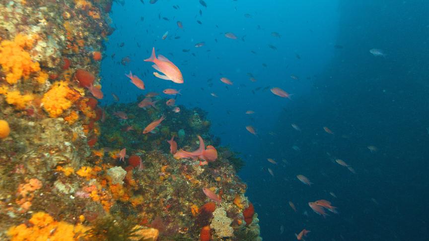 © Foto: ORF/BR/Ruebefilm/Bernhard Rübe Im Bild: Unterwasserfauna von Marokko.