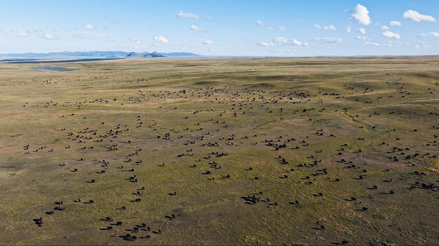 © Foto: ORF/LE CINQUIEME REVE Eine unüberschaubar große Herde Bisons aus der Luft fotografiert.